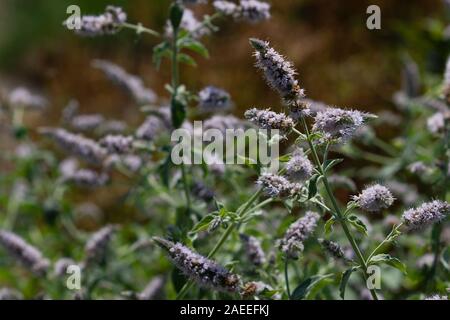 Anis Ysop Agastache foeniculum Lila Blume Pflanze Stockfoto