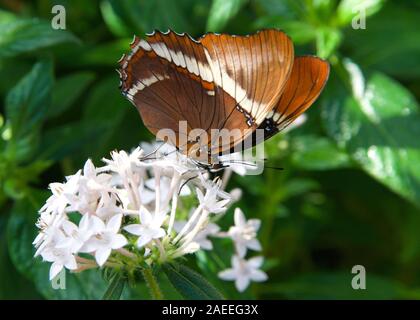 Profil anzeigen von einem Braun Schwarz Weiß Butterfly, Siproeta epaphus, die rostige Spitze Seite oder Braun siproeta Schmetterling, trinken Nektar aus weißen jasmi Stockfoto