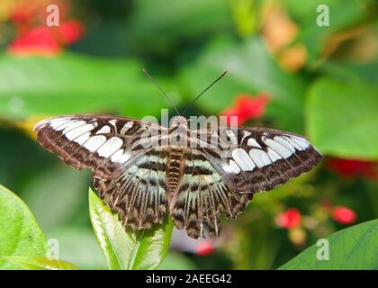 Schwarzes Licht grün und weiß Schmetterling, Parthenos Sylvia, die Clipper, eine Art von nymphalid Schmetterling, ruht auf grüne Blätter mit kleinen roten Blüten Stockfoto