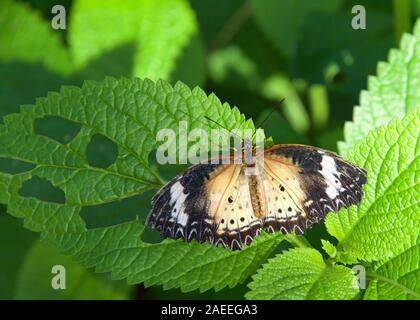 Ein Leopard florfliege Schmetterling, Cethosia cyane, auf grünen Weinstock mit Flügeln voll ausgefahren. Frau. Stockfoto