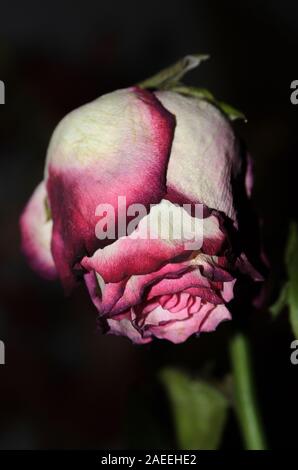 Rose verwelkt in Unschärfe auf einem dunklen Hintergrund. Stockfoto