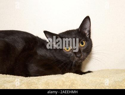 Close up Portrait von einem nervösen schwarze Katze hockte sich im Bett gegen eine braune gefleckte Wand an der Viewer. Stockfoto