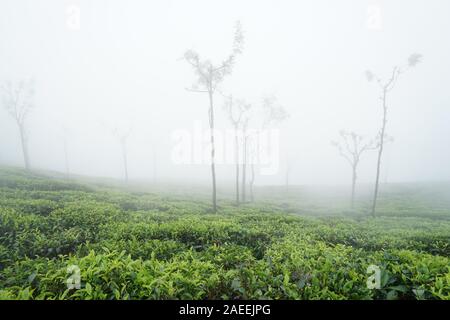 Tee Plantage, Kaffee Nest Resort, Singara Immobilien, Coonoor, Nilgiris, Tamil Nadu, Indien Stockfoto