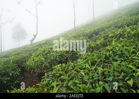 Tee Plantage, Kaffee Nest Resort, Singara Immobilien, Coonoor, Nilgiris, Tamil Nadu, Indien Stockfoto