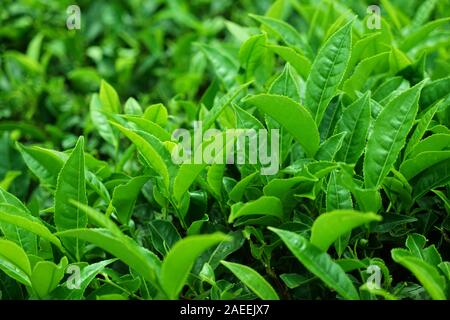 Tee Plantage, Kaffee Nest Resort, Singara Immobilien, Coonoor, Nilgiris, Tamil Nadu, Indien Stockfoto