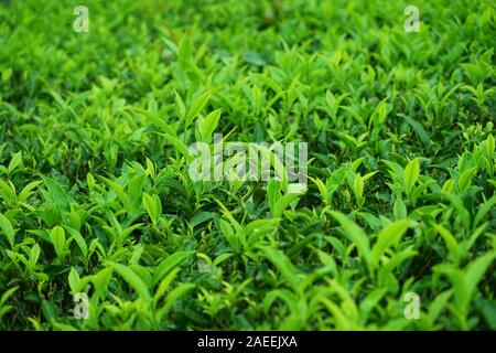 Tee Plantage, Kaffee Nest Resort, Singara Immobilien, Coonoor, Nilgiris, Tamil Nadu, Indien Stockfoto