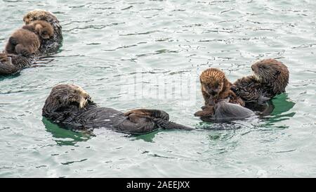 Southern Sea Otter im Ozean bei Kalifornien Central Coast. Stockfoto