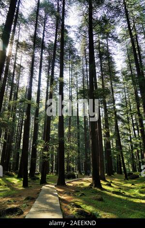 Deodar bäume wald, Wildlife Sanctuary, Manali, Himachal Pradesh, Indien, Asien Stockfoto