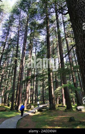 Deodar bäume wald, Wildlife Sanctuary, Manali, Himachal Pradesh, Indien, Asien Stockfoto