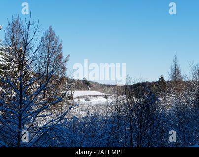 Quebec, Kanada. Verschneite Bäume auf dem Bauernhof Stockfoto