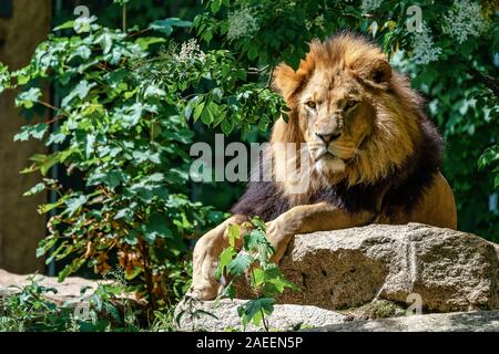 Der Löwe Panthera leo ist einer der vier großen Katzen in der Gattung Panthera Stockfoto
