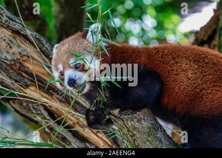 Den Roten Panda, Ailurus fulgens, der auch als Lesser Panda. Stockfoto