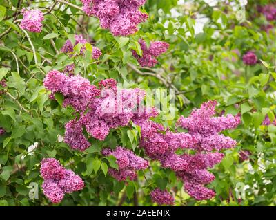 Niederlassungen der dekorativen Flieder auf einem Hintergrund von grünen Blättern Stockfoto
