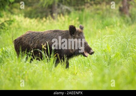 Lächelnd Wildschwein kauen mit offenem Mund auf der Weide in der Natur. Stockfoto