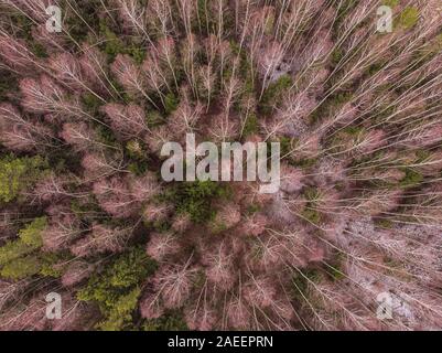 Antenne Blick von oben auf die Winter Bäume im Mischwald. Drone Fotografie Stockfoto