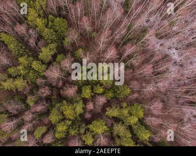 Antenne Blick von oben auf die Winter Bäume im Mischwald. Drone Fotografie Stockfoto