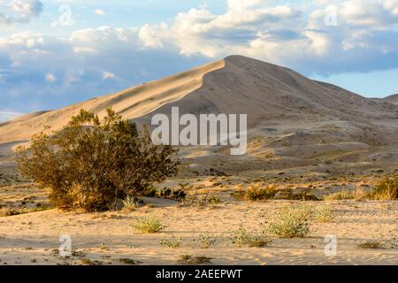 Goldenes Licht auf Kelso Sanddünen bei Sonnenuntergang in der Mojave-wüste, Mojave National Preserve, Kalifornien, USA Stockfoto