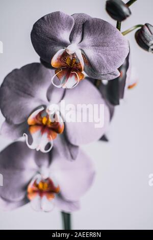 Ein Blick auf drei monochrome Orchidee Blumen in voller Blüte Stockfoto