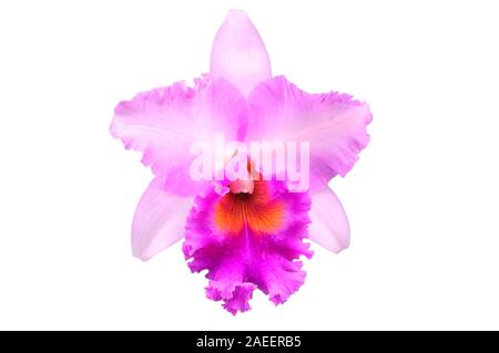 Phalaenopsis rosa Orchidee auf Weiß mit Freistellungspfad isoliert Stockfoto