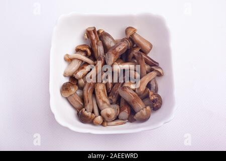 Pilze Honig Pilz in der Platte auf weißem Hintergrund. genießbare Honig agaric gebeizt. Stockfoto