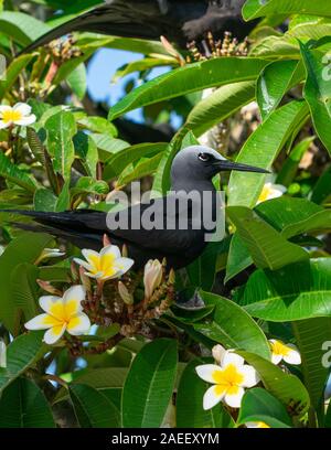 Schwarz Noddy in frangipani Baum auf Lady Elliot Island Queensland Australien. Stockfoto