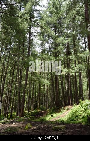 Base Camp, Paro Taktsang, Tiger Nest Kloster, Paro, Bhutan, Asien Stockfoto