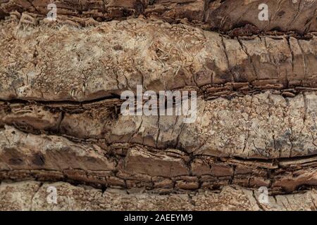 Geprägte Beschaffenheit der Rinde. Altes holz Baum Textur Hintergrund Muster. die Rinde der Korkeiche, Falten, Risse Foto Stockfoto