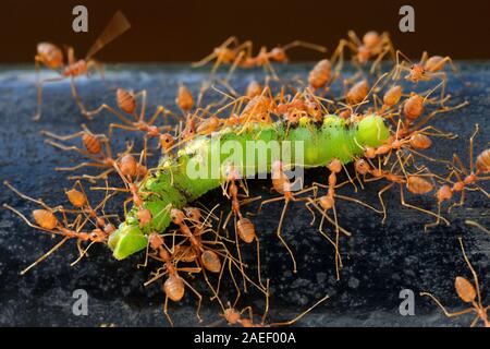 Oecophylla smaragdina Arbeiter, die tote Larven von lepidoptera, Thiruvananthapuram, Kerala, Indien, Asien, Asiatische Weber-Ameise, Weber-Ameise, grüne Ameise, grüne Baum-Ameise, Semut Rangrang, Semut Kerangga, orangefarbener Gaster Stockfoto