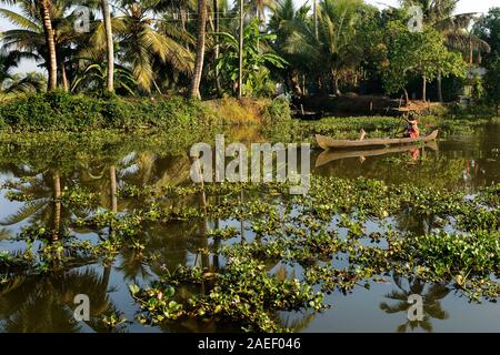 Lady rudern Kanu, Wasserhyazinthe, Eichhornia crassipes, Kumarakom, Kottayam, Kerala, Indien, Asien Stockfoto