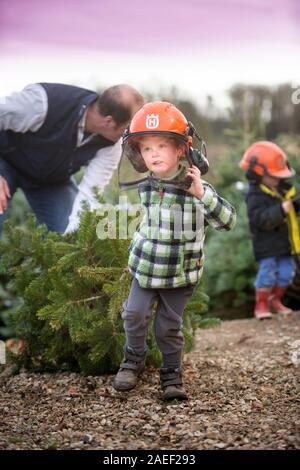 Zwei Brüder sammeln einen Weihnachtsbaum von dowdeswell Forstwirtschaftliche Dienstleistungen mit ihrem Vater in der Nähe von Cheltenham, Gloucestershire, Großbritannien Stockfoto