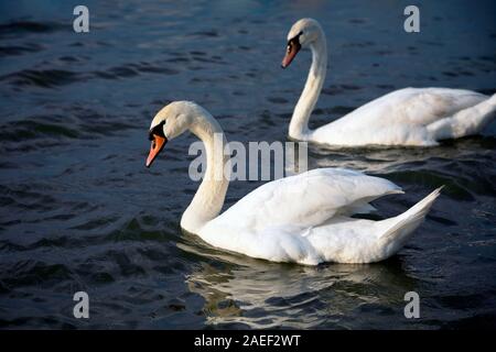 Nahaufnahme der zwei weiße Schwäne schwimmen in der Donau. Bild Stockfoto