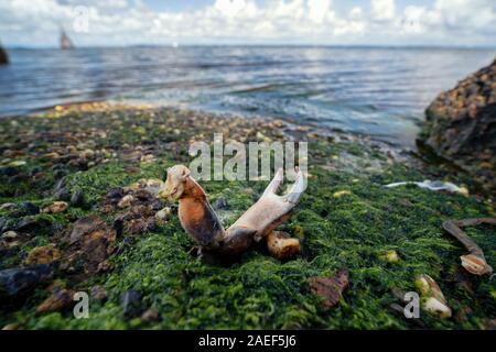 Die Überreste der Krabben auf den Steinen in der Nähe des Meeres. Ort der Seevögel Mahlzeit. Die Schalen der Gliederfüßer. Reste nach dem Frühstück von Möwen. Stockfoto