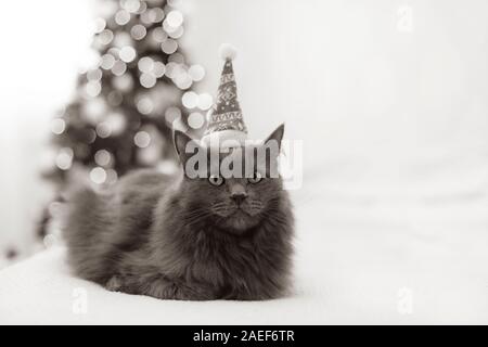 Frohe Weihnachten! Ein graues lustige Katze liegt auf einem Sofa in einem Santa hat vor dem Hintergrund einer geschmückten Weihnachtsbaum mit Spielzeug und Girlanden. Selektive Stockfoto
