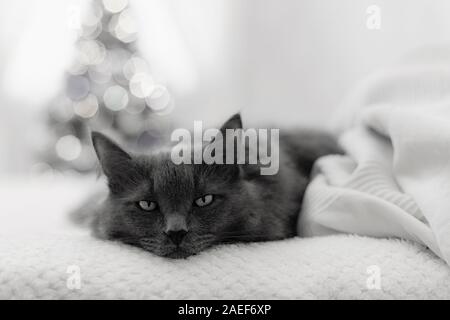Frohe Weihnachten! Eine graue traurige Katze liegt auf einem Sofa vor dem Hintergrund einer geschmückten Weihnachtsbaum mit Spielzeug und Girlanden. Selektive konzentrieren. Stockfoto