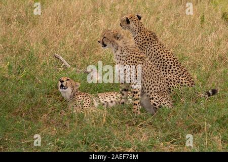 Cheetah Brüder, Masai Mara National Reserve, Kenia, Afrika Stockfoto