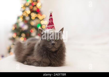 Frohe Weihnachten! Ein graues lustige Katze liegt auf einem Sofa in einem Santa hat vor dem Hintergrund einer geschmückten Weihnachtsbaum mit Spielzeug und Girlanden. Selektive Stockfoto