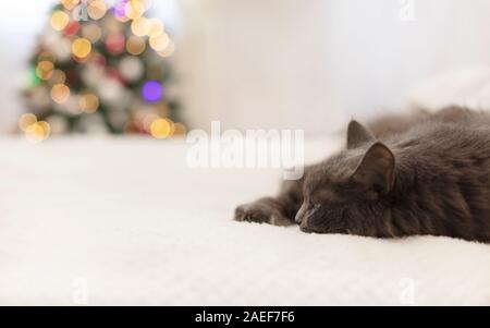 Frohe Weihnachten! Ein graues lustige Katze liegt auf einem Sofa vor dem Hintergrund einer geschmückten Weihnachtsbaum mit Spielzeug und Girlanden. Selektive konzentrieren. Stockfoto