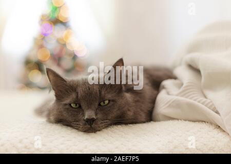 Frohe Weihnachten! Eine graue traurige Katze liegt auf einem Sofa vor dem Hintergrund einer geschmückten Weihnachtsbaum mit Spielzeug und Girlanden. Selektive konzentrieren. Stockfoto