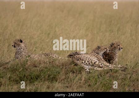 Cheetah Brüder, Masai Mara National Reserve, Kenia, Afrika Stockfoto