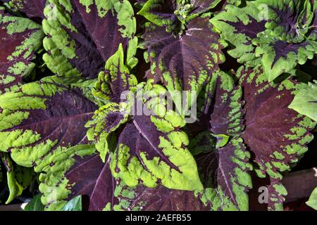 Schönen Garten Blumen von Celosia spicata, die sehr dekorativ im Sommer ist. Stockfoto
