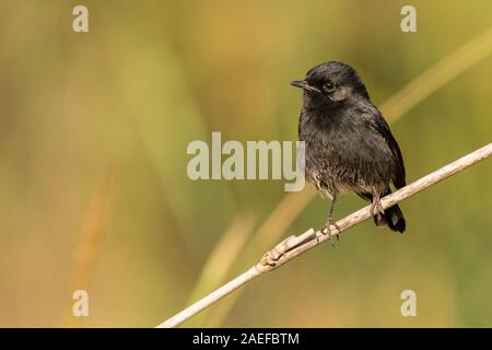 Männliche Pied Bushchat hocken auf Gras Halm in einem Abstand auf der Suche Stockfoto