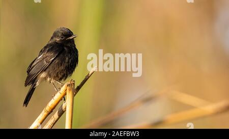 Männliche Pied Bushchat hocken auf Gras Halm in einem Abstand auf der Suche Stockfoto