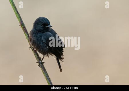 Männliche Pied Bushchat hocken auf einem Zweig in einem Abstand auf der Suche Stockfoto