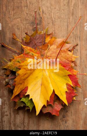 gefallenen Ahornblätter auf Holz, Herbst-Konzept Stockfoto