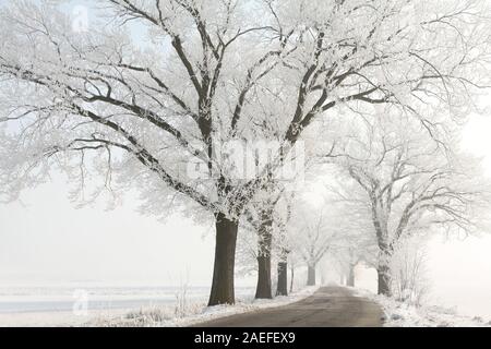 Winter Lane unter den majestätischen alten Eichen bedeckt mit Frost. Stockfoto