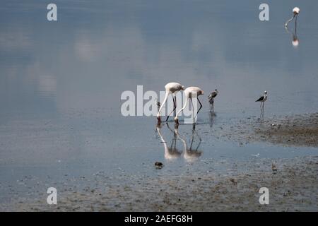 Mehr Flamingo (Phoenicopterus Roseus) Stockfoto