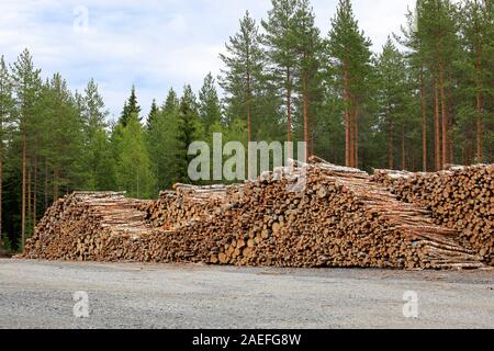 Stapel von Birke am Holzplatz, mit Pinienwald im Hintergrund gespeichert. Südlich von Finnland, Juli 2019. Stockfoto