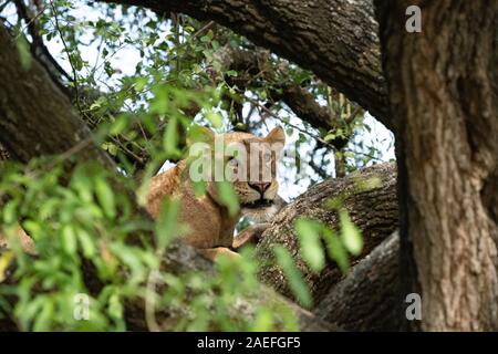 Löwin im Lake Manyara National Park Stockfoto