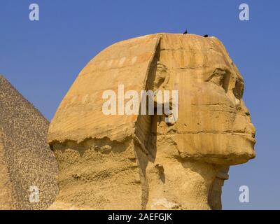 Große Sphinx von Gizeh, Ägypten Stockfoto