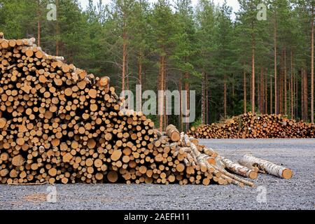 Stapel von Birke am Holzplatz, mit Pinienwald im Hintergrund gespeichert. Südlich von Finnland, Juli 2019. Stockfoto